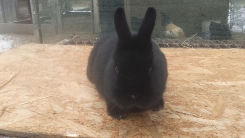  - Pitic colorat mascul negru