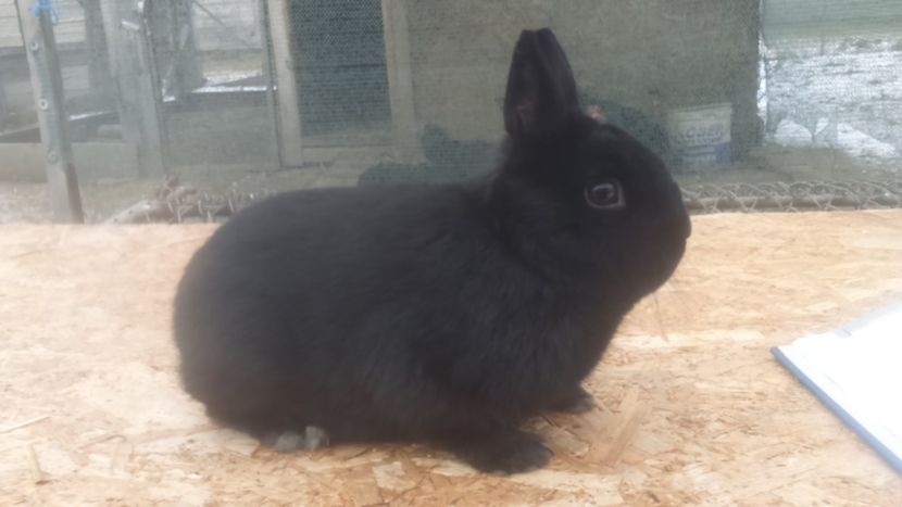  - Pitic colorat mascul negru