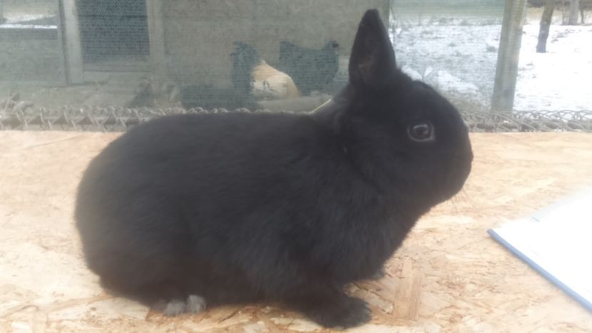  - Pitic colorat mascul negru