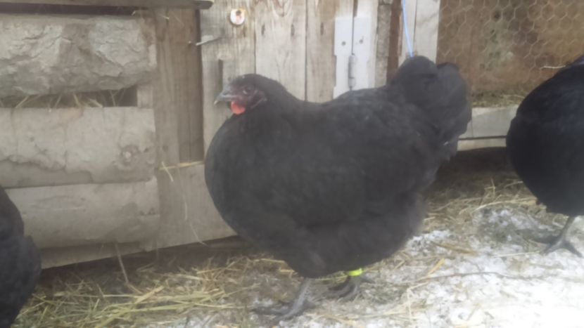  - Jersey urias negru