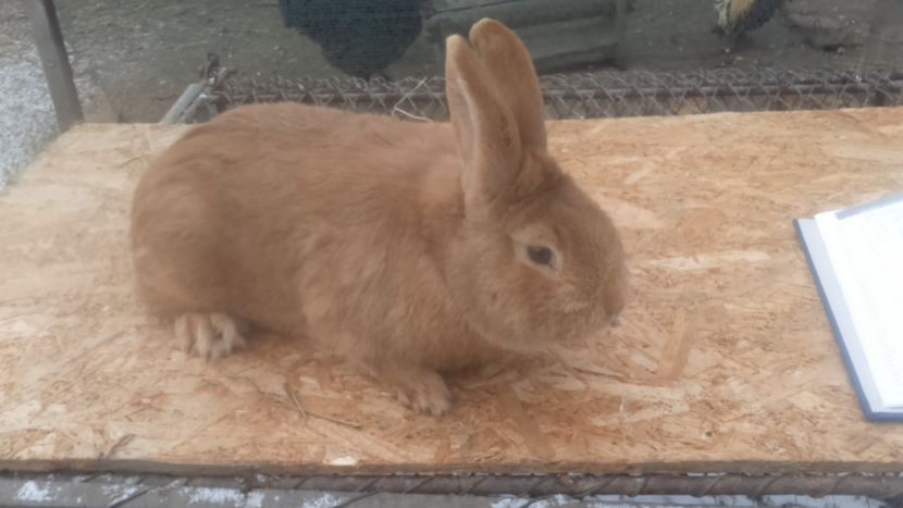  - de vanzare sau schimb 2018