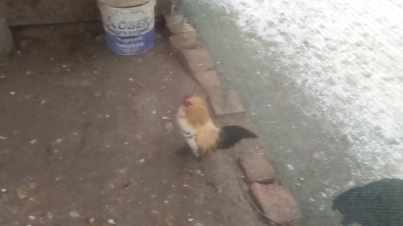  - de vanzare sau schimb 2018