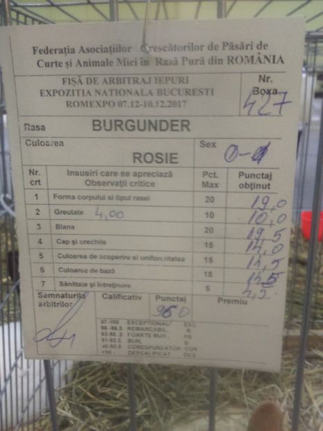  - Burgunder rosu femela 3