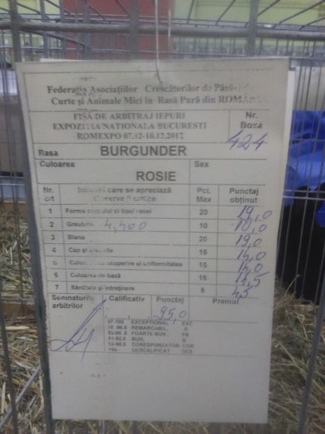  - Burgunder rosu femela 5