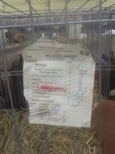  - Neozeelandez rosu femela 2