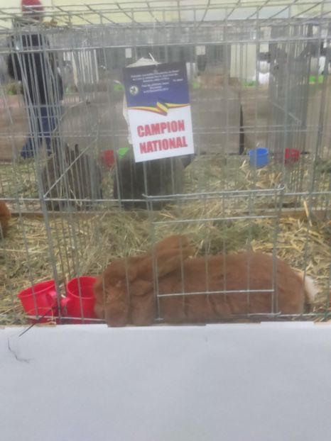  - Neozeelandez rosu femela 2