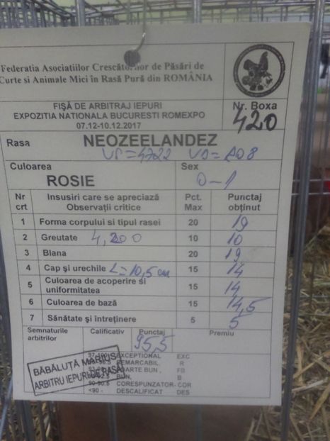  - Neozeelandez rosu femela 5