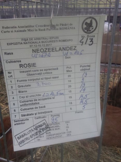  - Neozeelandez rosu femela 6