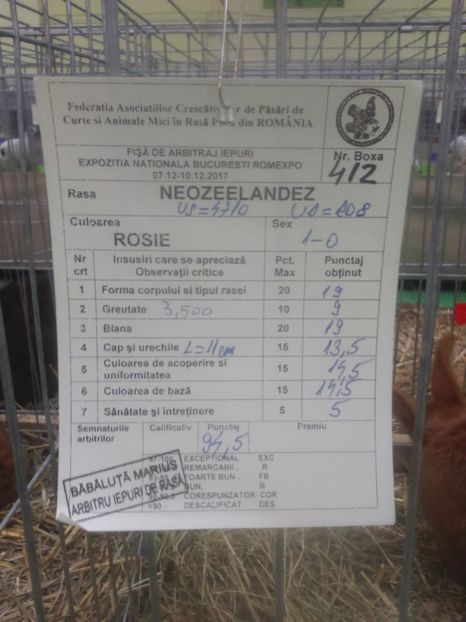  - Neozeelandez rosu msacul 2