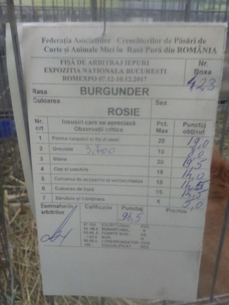  - Burgunder rosu mascul 2 din Ungaria