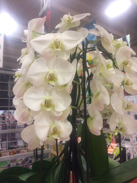 FABE1496-E8CF-40A6-885C-BBB4A6C11290 - Modele de Raft