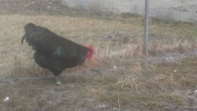 26653141_1784698078241557_324663099_o - Jersey urias negru