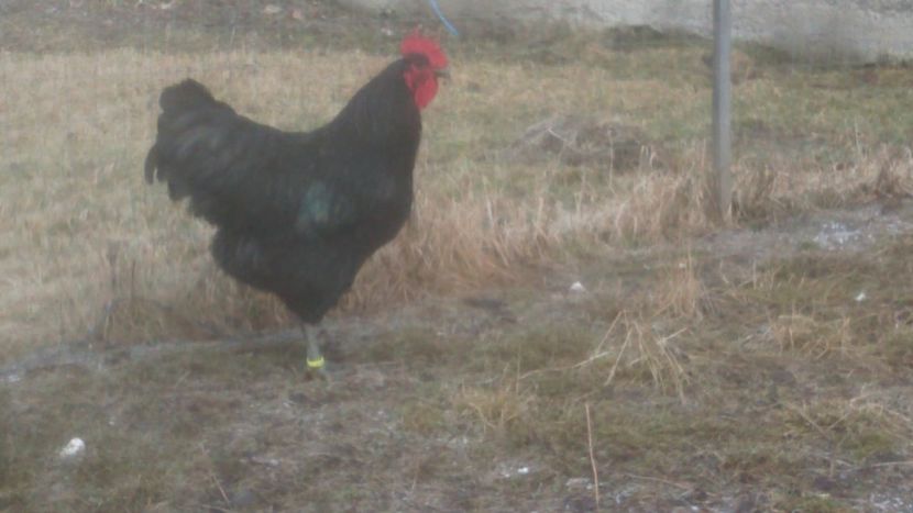 26692617_1784697941574904_981519854_o - Jersey urias negru