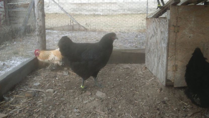 26692646_1784699241574774_1479281788_o - Jersey urias negru