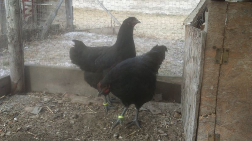 26654988_1784699321574766_344532036_o - Jersey urias negru