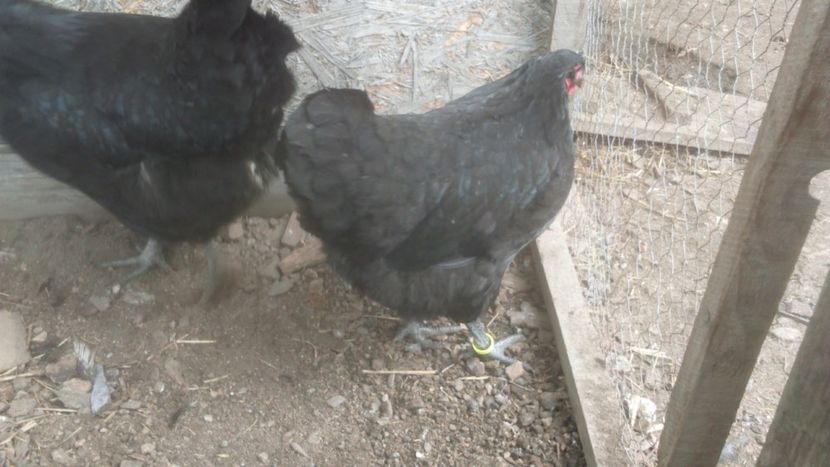 26543872_1784699354908096_464386824_o - Jersey urias negru