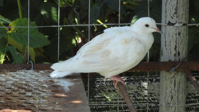 received_647619275446975 - turturele