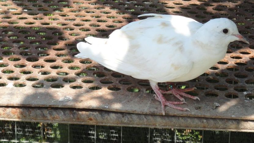 received_647619318780304 - turturele