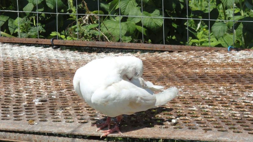 received_647619288780307 - turturele