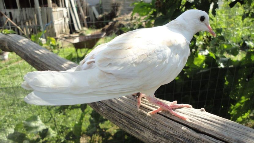 received_642592165949686 - turturele