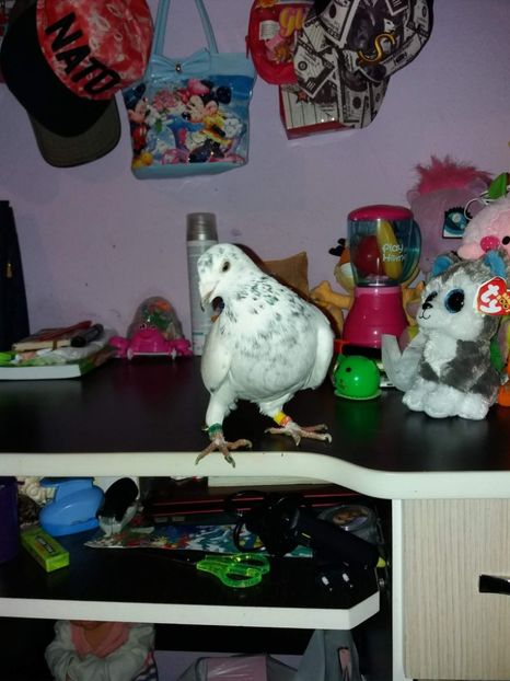 received_1279779622166526 - diverse002