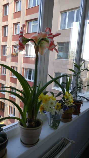  - crinul batran fara nume in primavara 2017