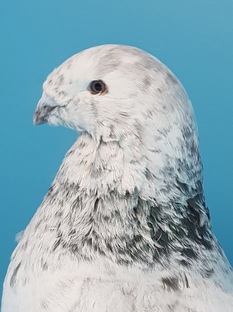 2 porumbite 2014 - Cucii si Albastrii -matca 2018