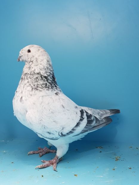 1 porumbita cuc 2013 - Cucii si Albastrii -matca 2018