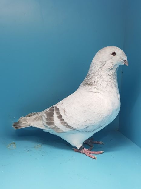 3 porumbita cuc 2016 (fica din 2 porumbita cuc 2014 ) - Cucii si Albastrii -matca 2018