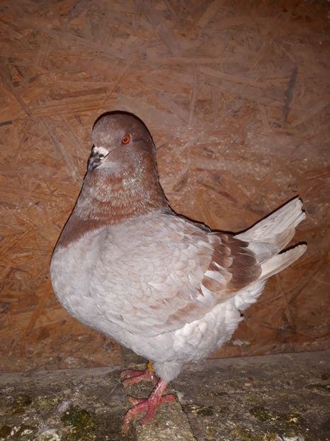 M 2017 - ACHIZITII NOI