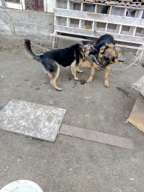  - Bodyguardul gainilor