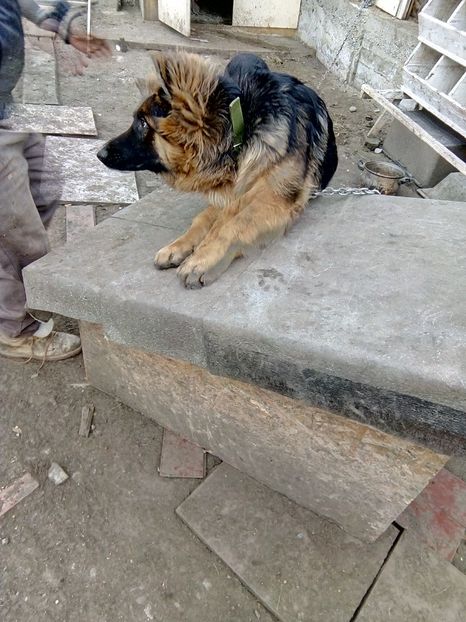  - Bodyguardul gainilor
