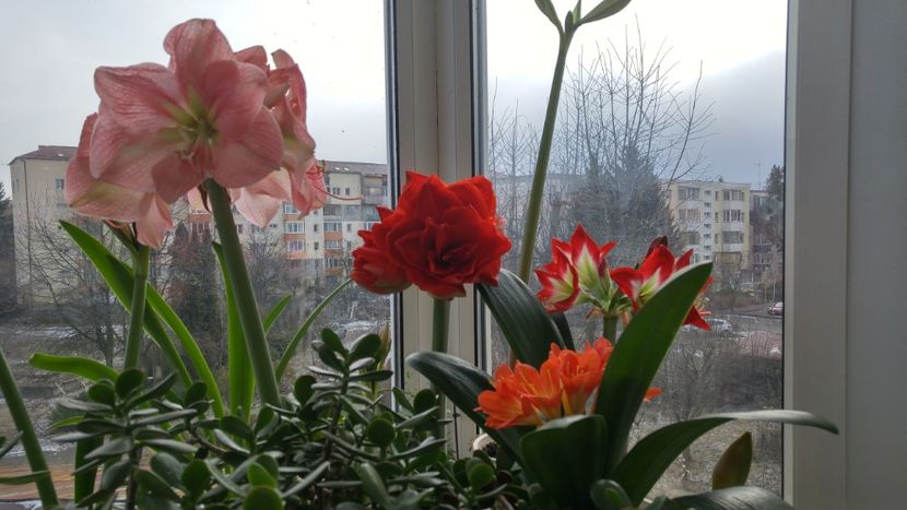 in grup - clivia inflorita decembrie 2017