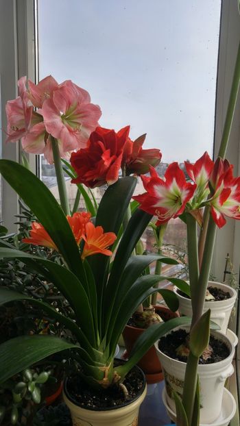 in grup cu hippi - clivia inflorita decembrie 2017