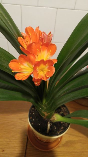  - clivia inflorita decembrie 2017