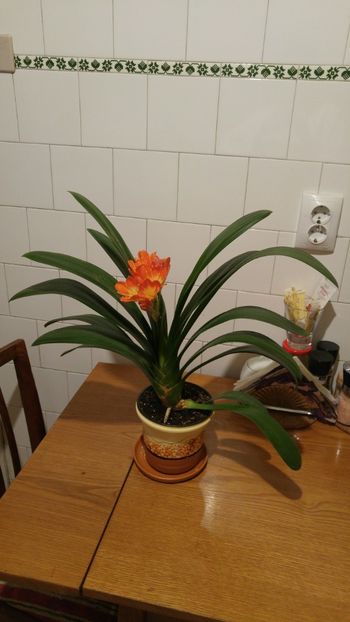  - clivia inflorita decembrie 2017