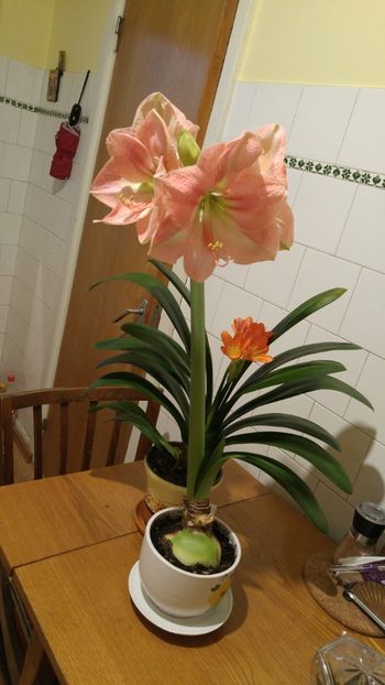  - clivia inflorita decembrie 2017