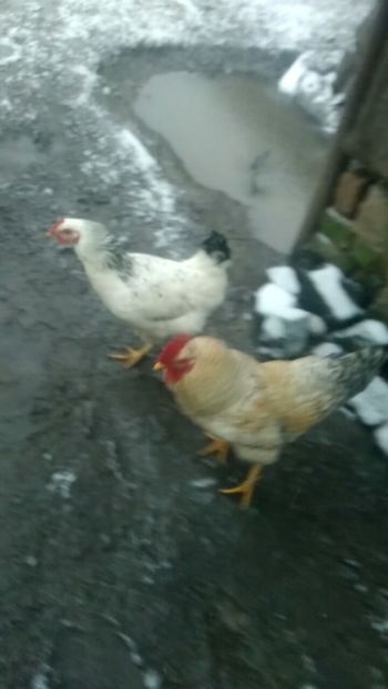 Screenshot_20180113-081721 - Gaini