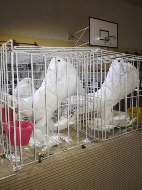  - GUSATI DE POMERANIA