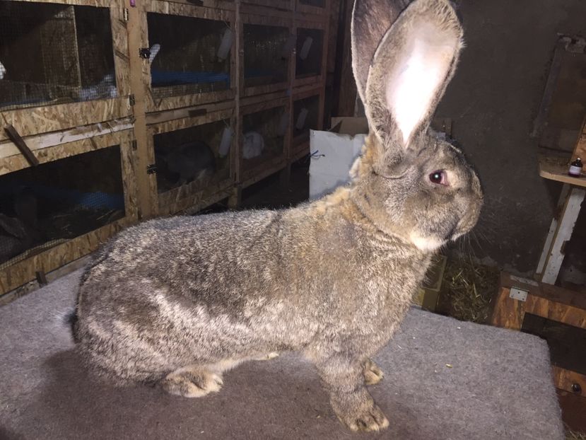 10 luni - RO 8-37129