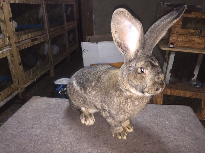 10 luni - RO 8-37129