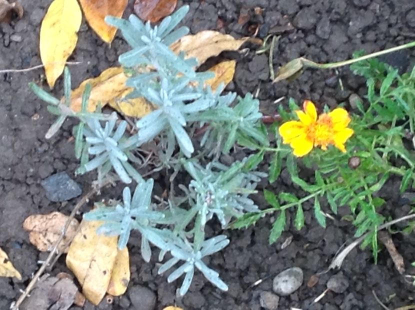  - Lavanda răsaduri anul 1