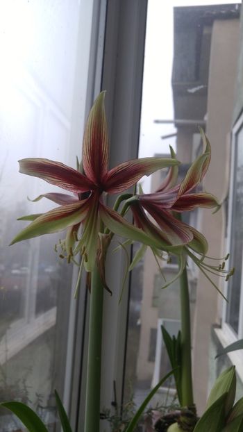  - papilio - papilio hibrid - magic star