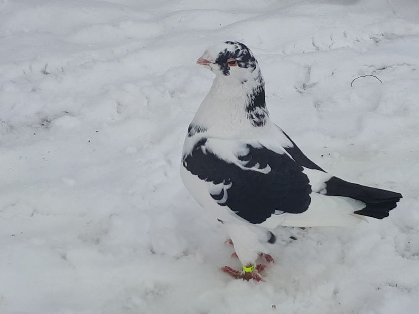 Masculin 2017 - 12 Americani