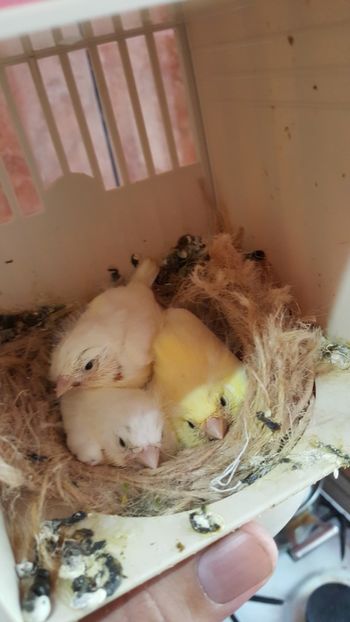  - Canari