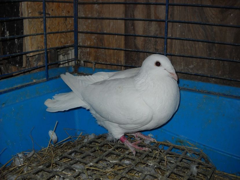 F.2017 - PORUMBEI VANDUTI