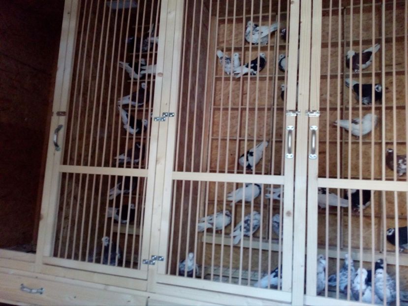  - ROLLER DE BIRMINGHAM LINIA HEINE BIJKER -HENRI SMITH