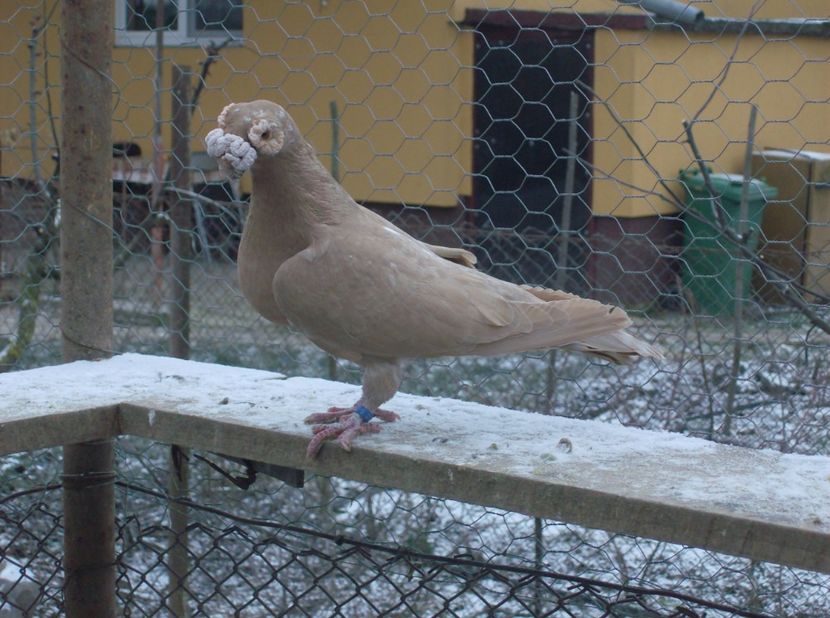 mascul 2012 - Carunculati de oradea