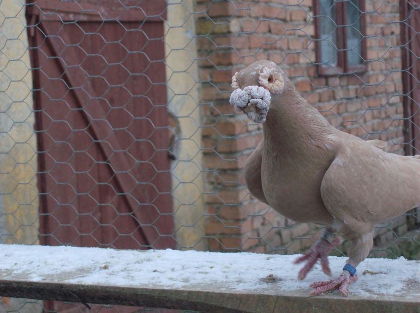  - Carunculati de oradea