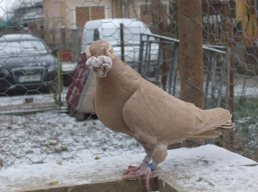  - Carunculati de oradea